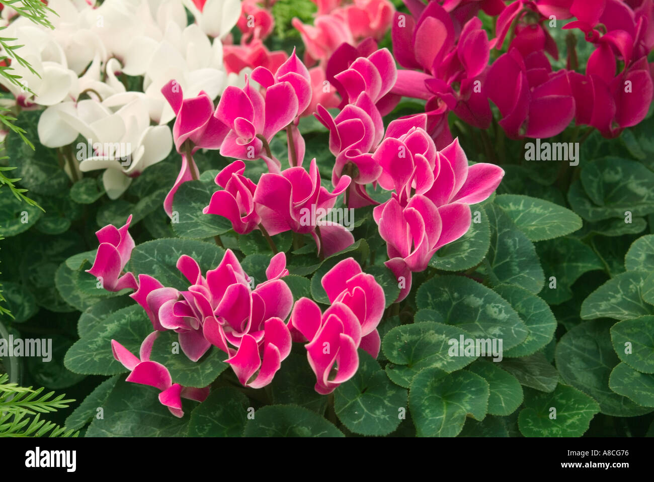 The perennial Cyclamen persicum, the Persian cyclamen in bloom Stock Photo