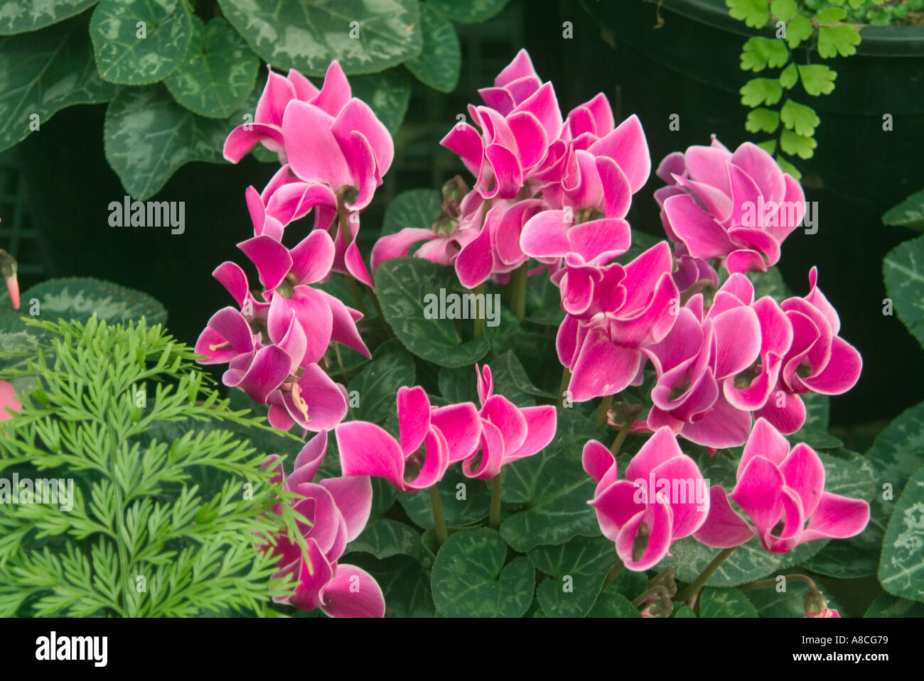 The perennial Cyclamen persicum, the Persian cyclamen in bloom Stock Photo
