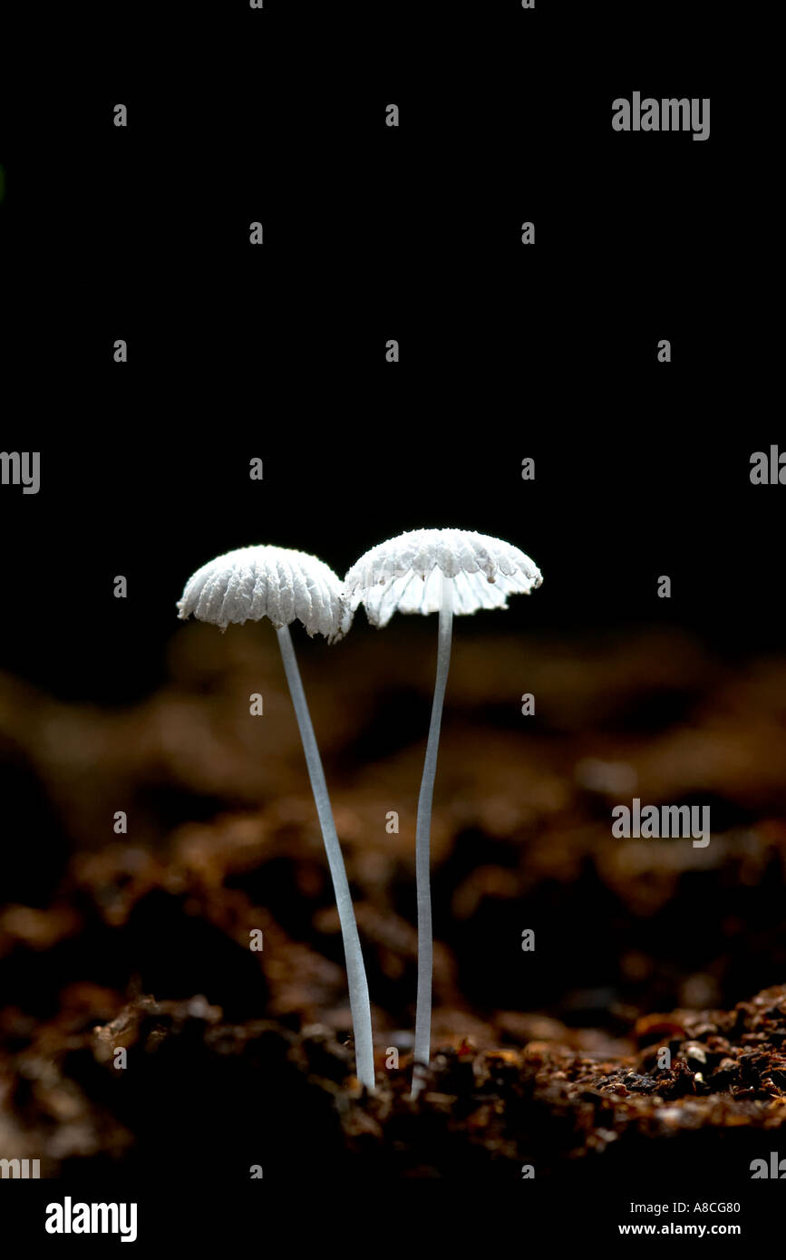 Two small white fungi on horse manure Stock Photo