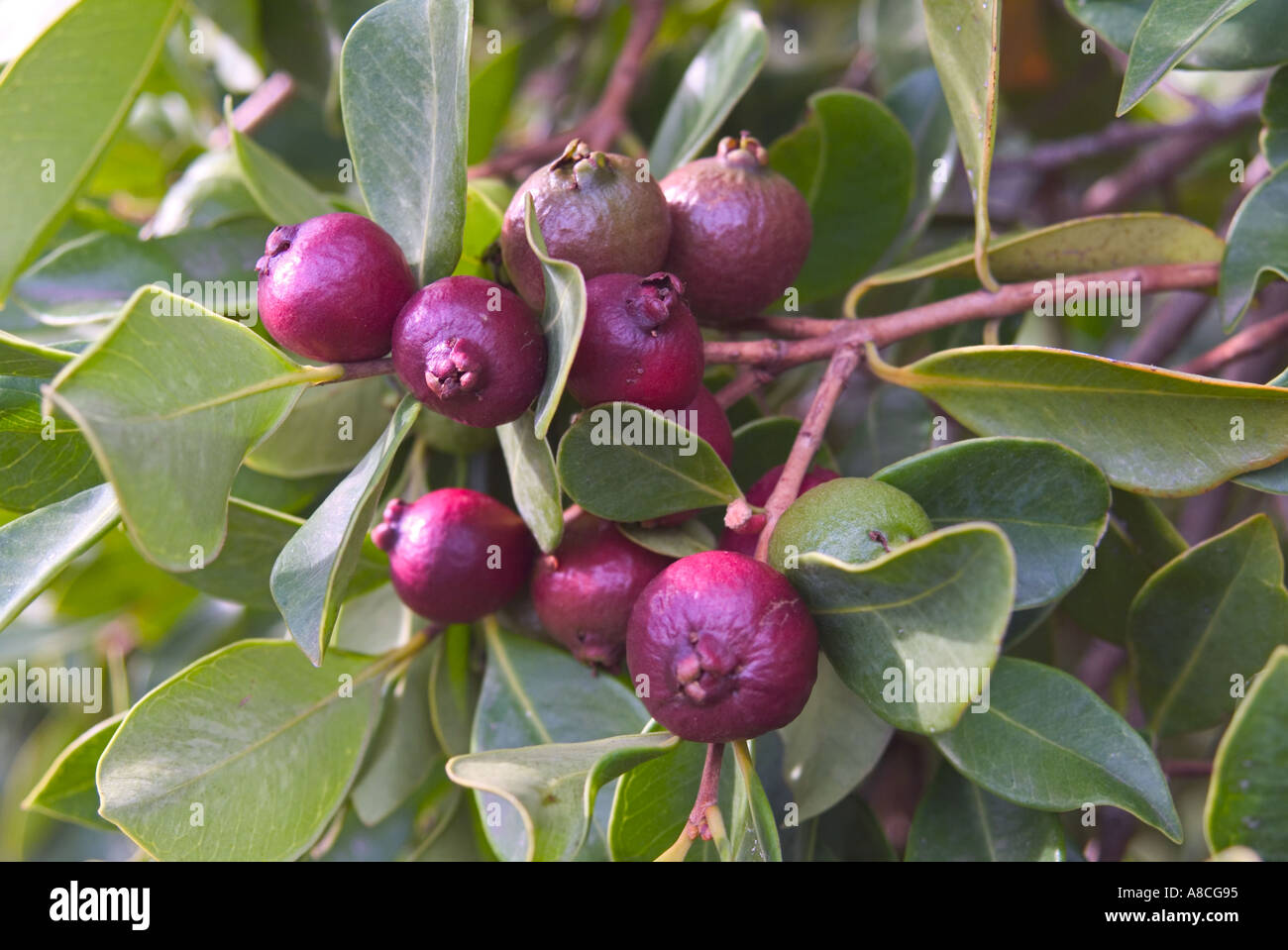 Strawberry guava Psidium littorale Stock Photo - Alamy