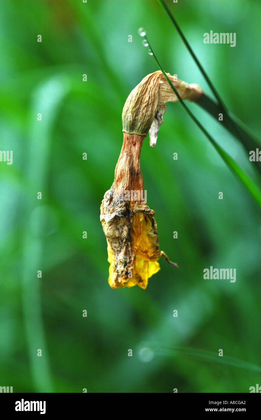 Wilting daffodil hires stock photography and images Alamy