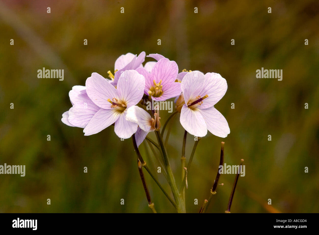 Marshland wild flower hires stock photography and images Alamy