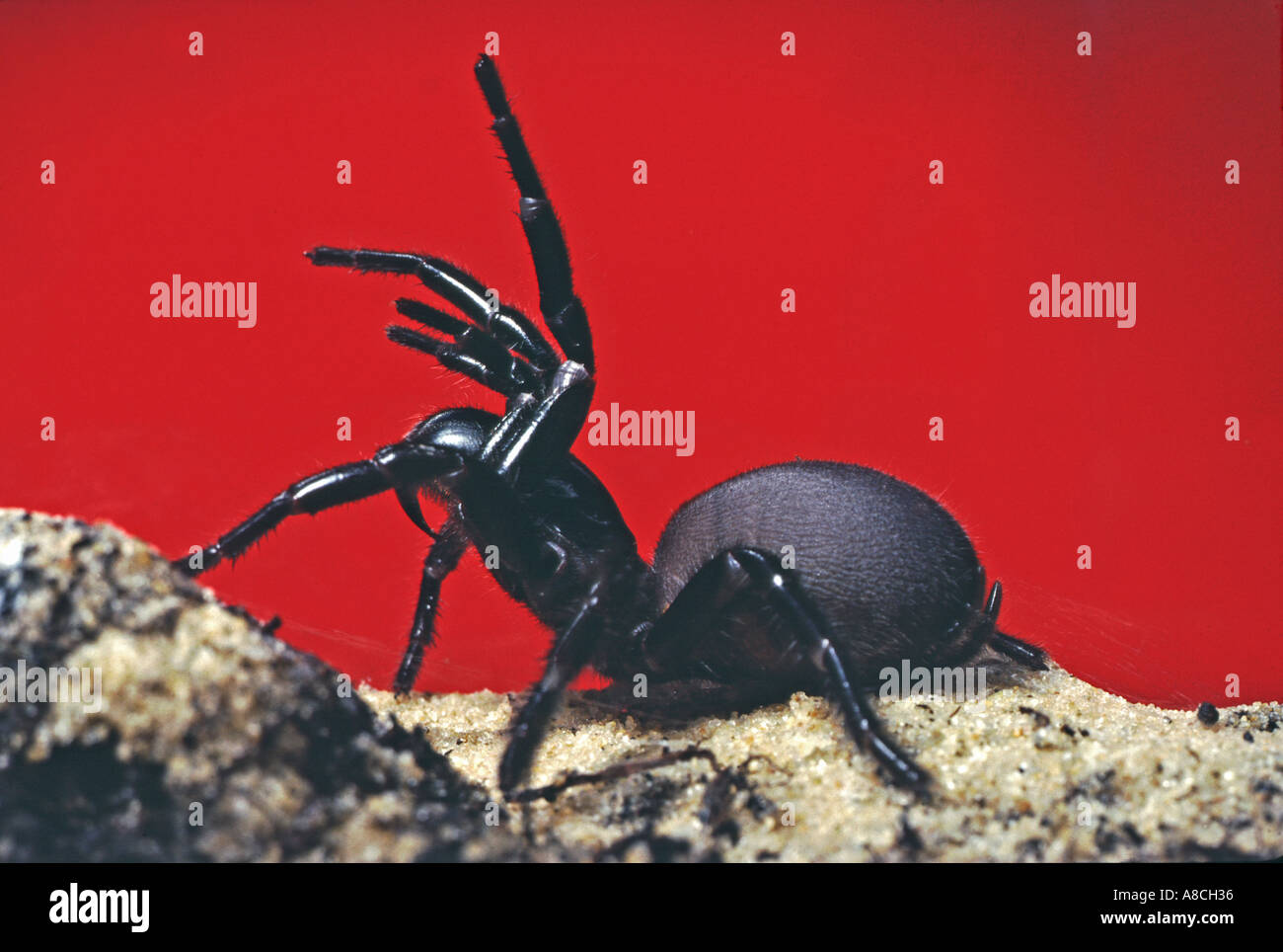 World s most poisonous spider Atrax Robustus the Sydney Funnel Web Spider Stock Photo