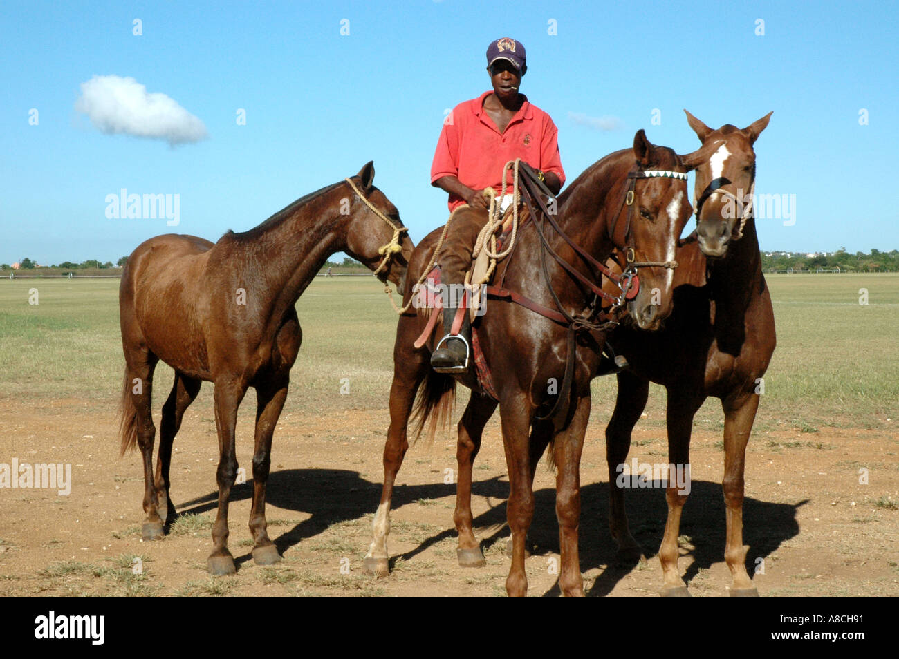 Dominican Republic Casa de Campo horses Stock Photo