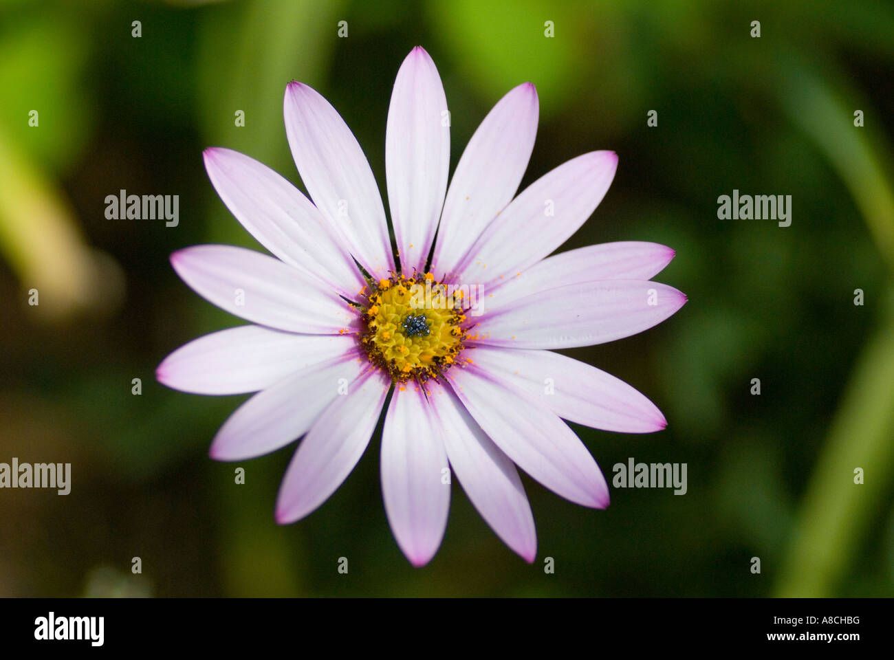 Purple Day Daisy in Flower Dimorphotheca Stock Photo - Alamy