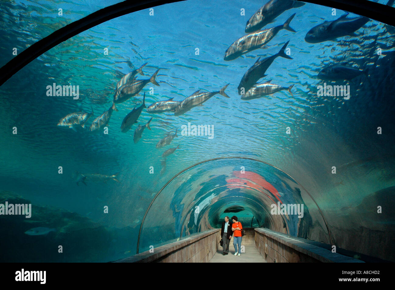 Bahamas Atlantis Resort Predator Lagoon Tunnel Nassau Stock