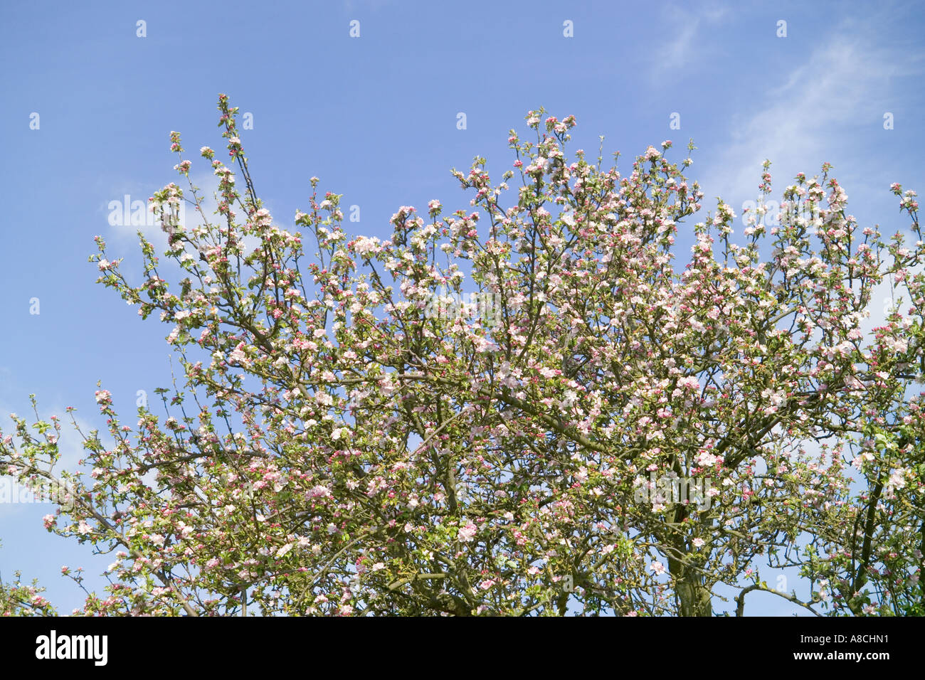 Apple blossom in an old orchard at Little Washbourne, Gloucestershire Stock Photo