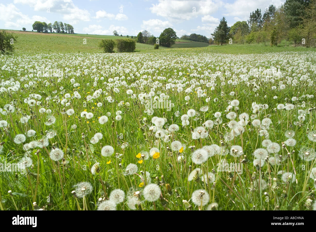 Dandelions gone to seed on the Cotswolds near Farmington, Gloucestershire Stock Photo