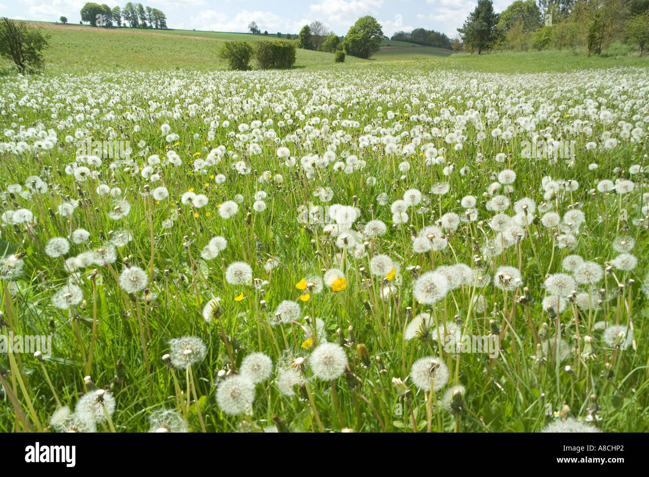 Dandelions gone to seed on the Cotswolds near Farmington, Gloucestershire Stock Photo