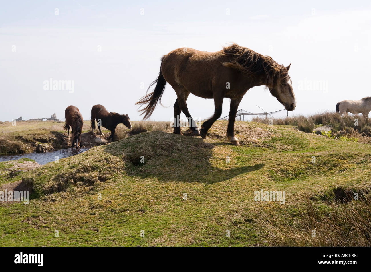 UK Lundy Island wildlife wild Lundy Ponies drinking at pool Stock Photo
