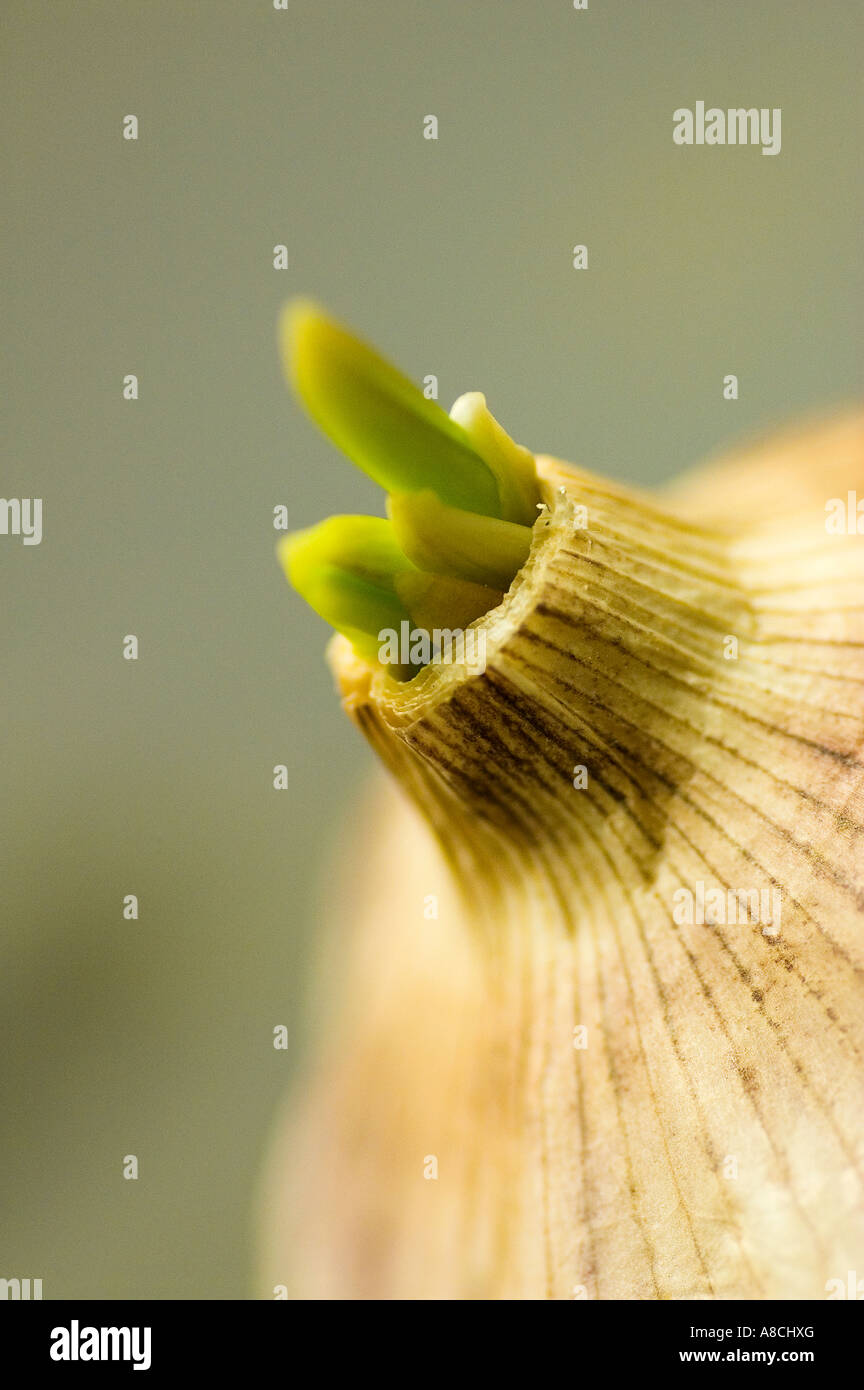 Sprouting Garlic Stock Photo Alamy
