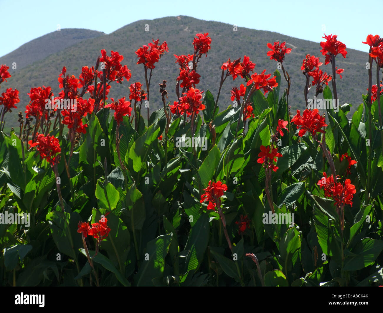 Red Cana Lily. South Africa Stock Photo