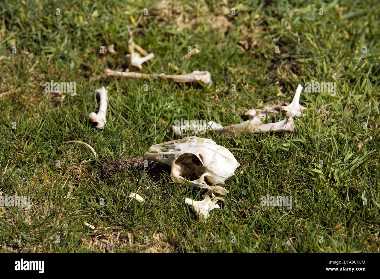 UK Lundy Island scattered bones of dead black rabbit killed by myxamatosis Stock Photo