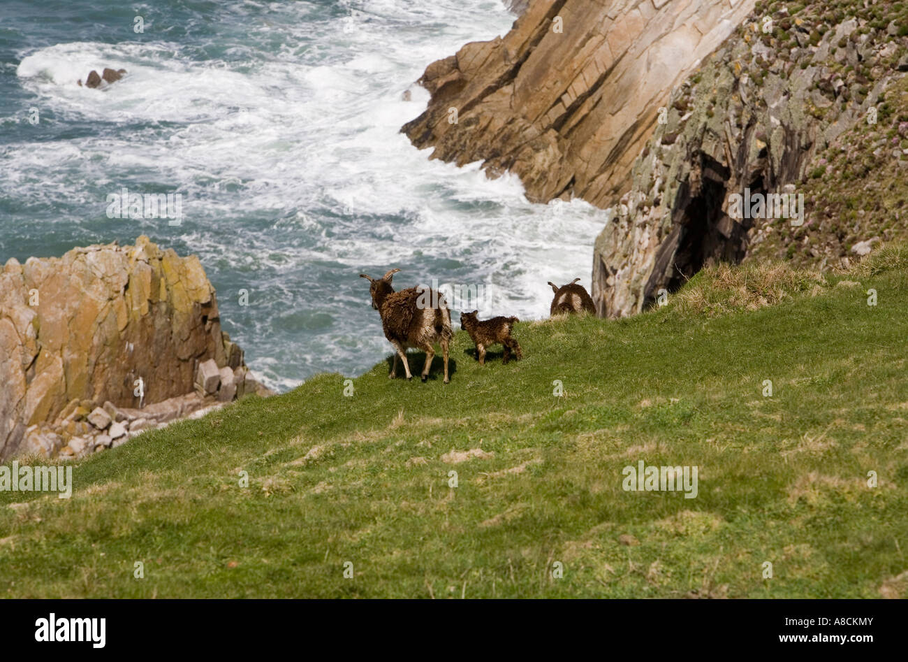 UK Lundy Island Atlantic Ocean coast Soay sheep high on cliff top above Jennys Cove Stock Photo