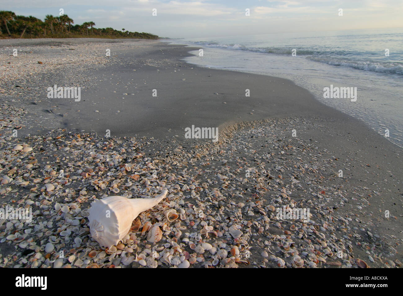 SHELL ON CASPERSEN PARK BEACH GULF OF MEXICO VENICE FLORIDA Stock Photo Alamy