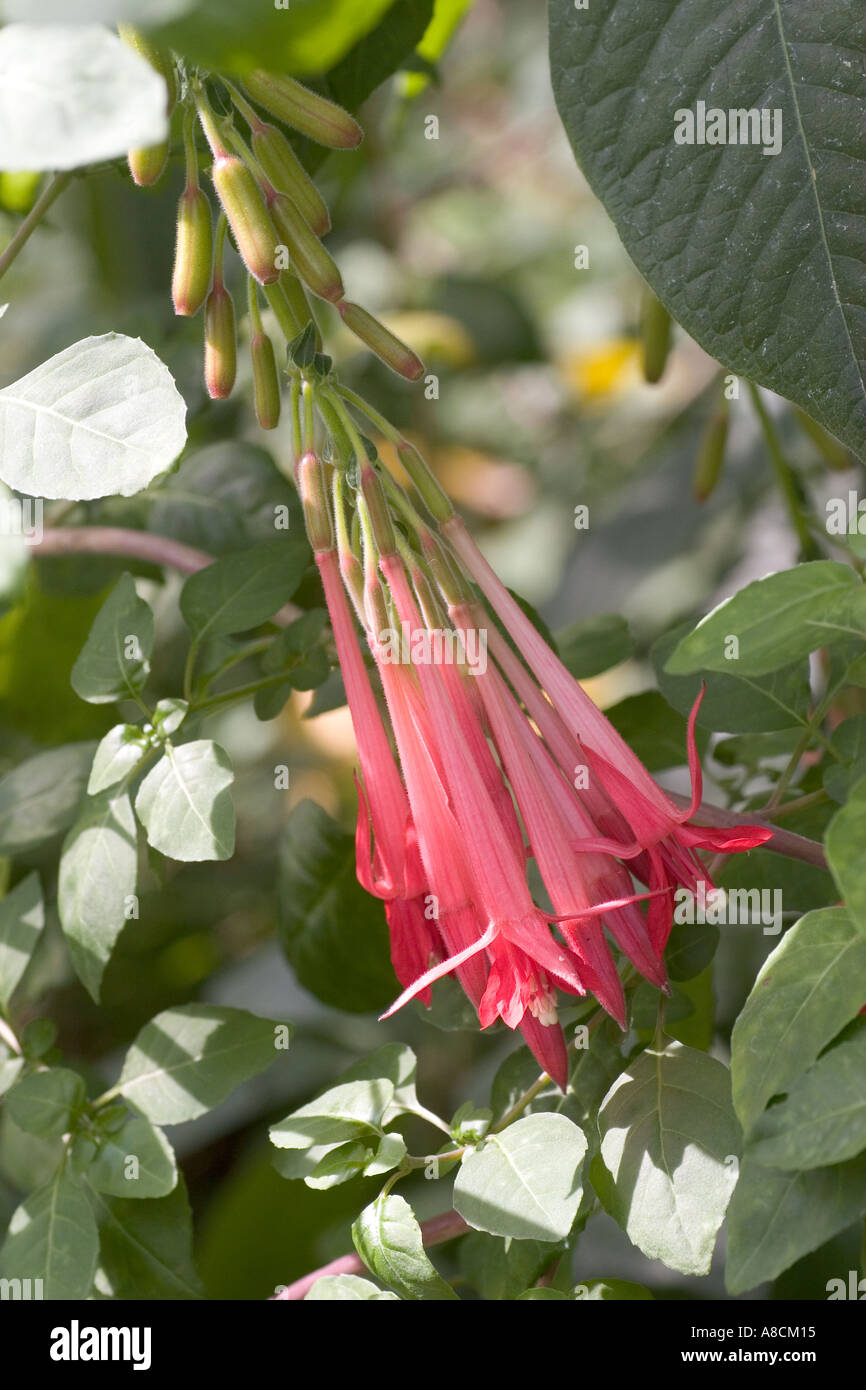 Fuchsia Boliviana flower Stock Photo
