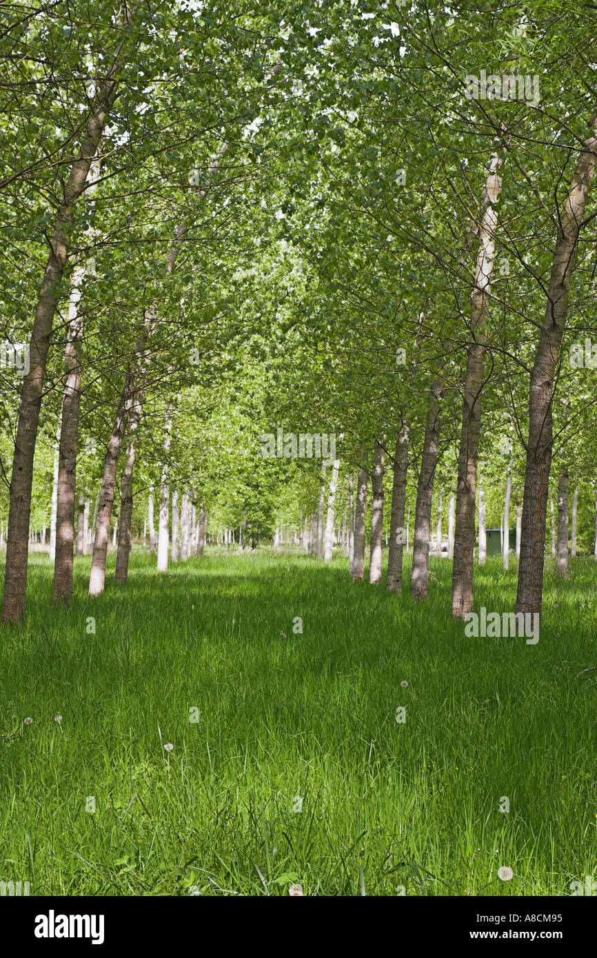 Tree Plantation at Antannes near Tours, France Stock Photo