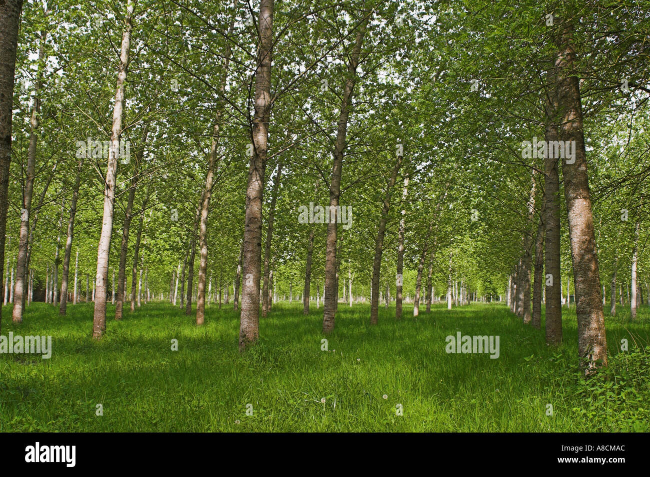 Tree Plantation near Antannes Stock Photo