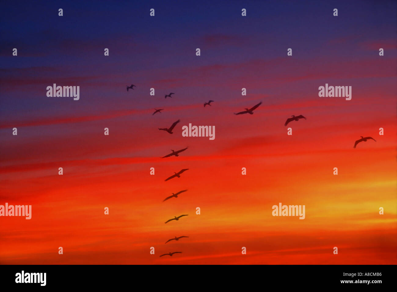 spoonbills and pelicans in flight at sunset digital composite Stock Photo