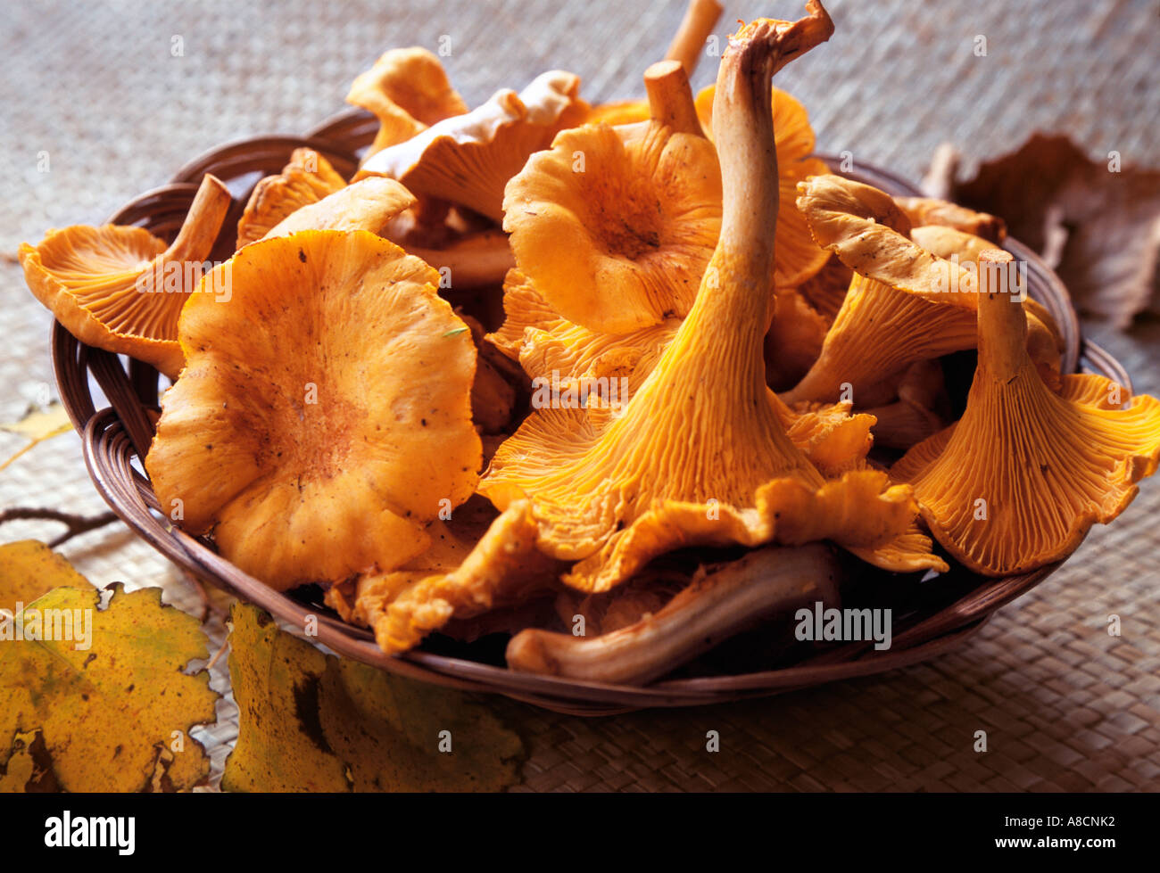 Fresh Golden Chanterelles Stock Photo Alamy
