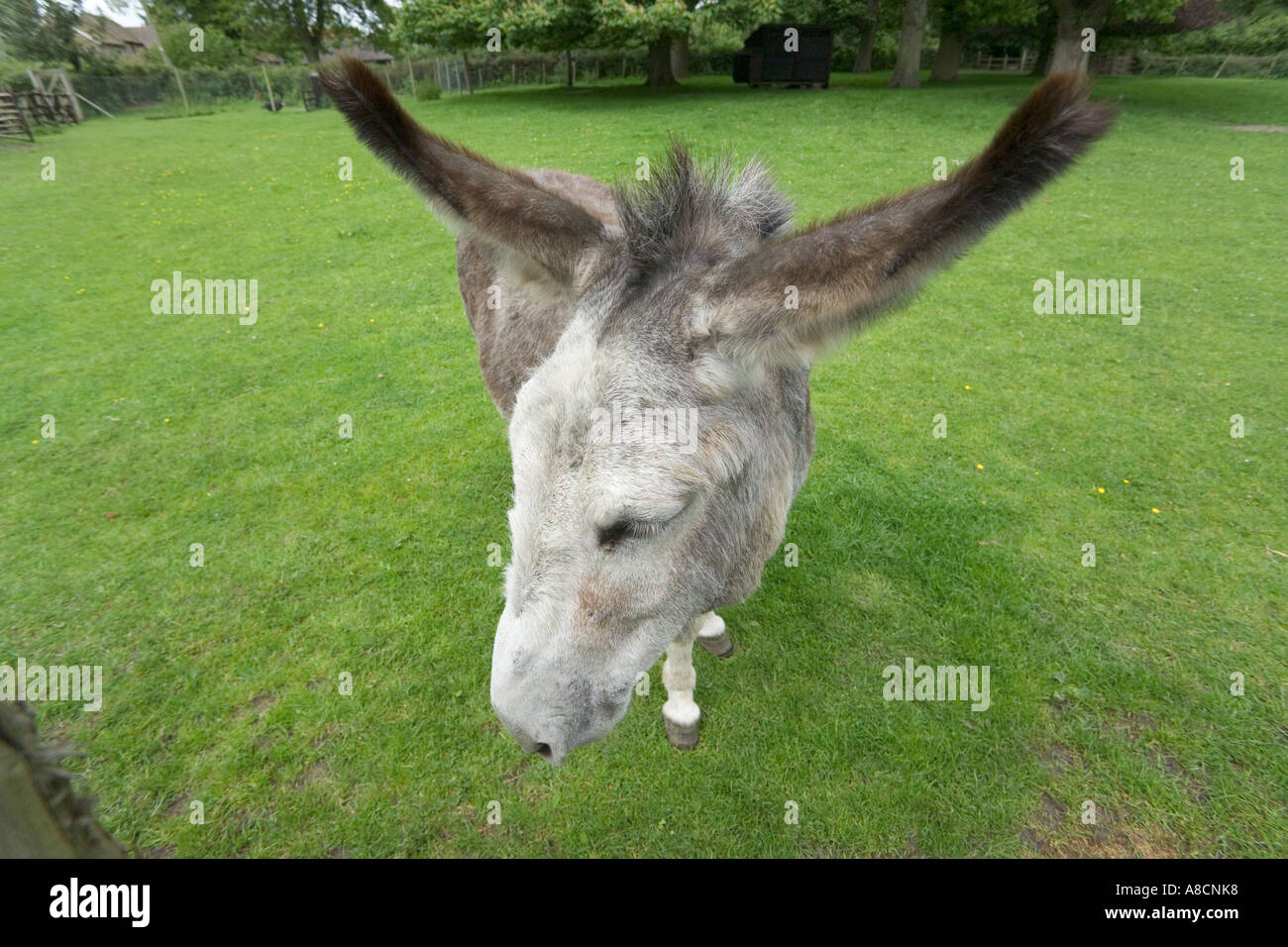 A donkey in Shropshire Stock Photo