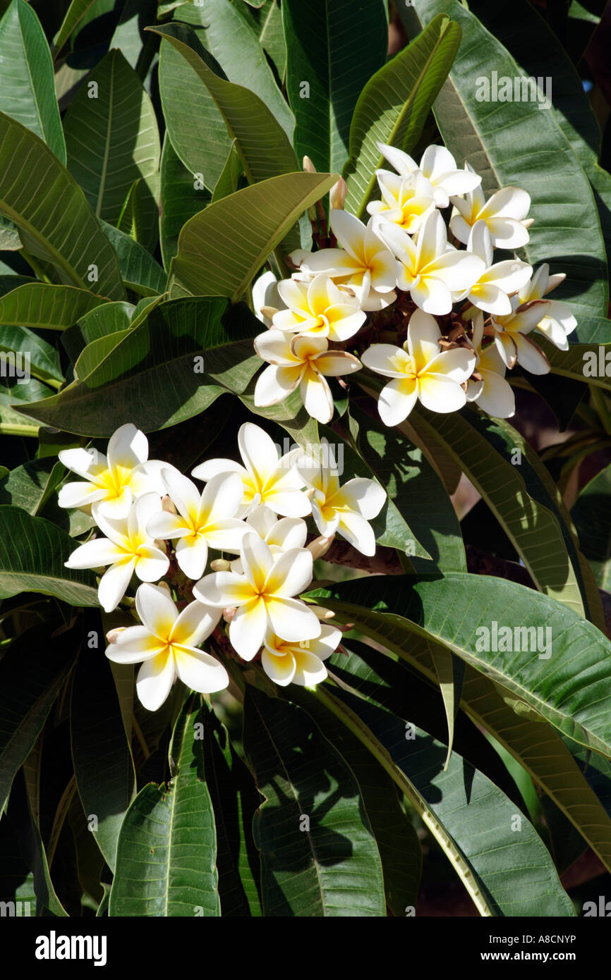 Frangipani flower Plumeria alba. South Africa Stock Photo Alamy