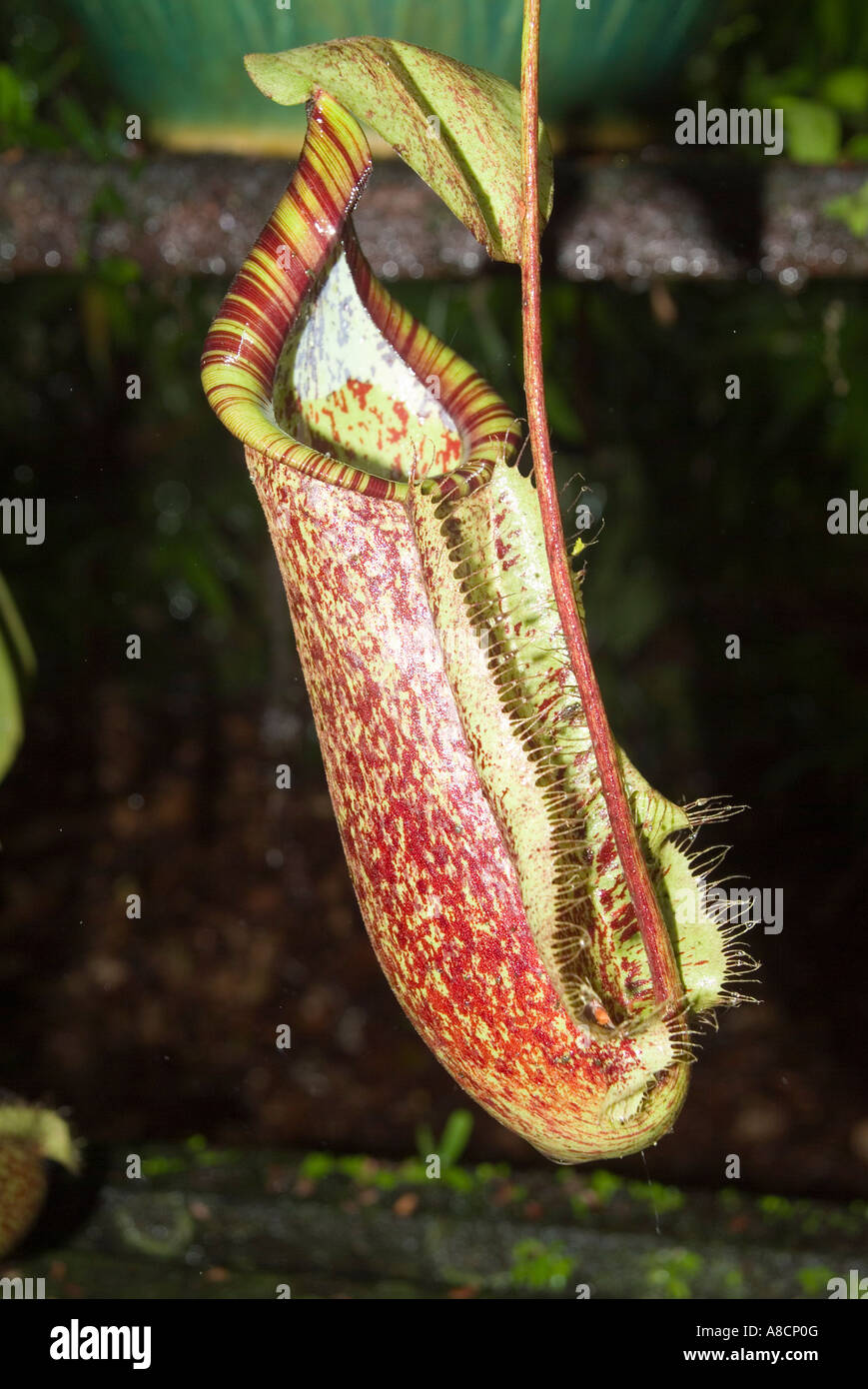 Pitcher plant Malaysia Stock Photo - Alamy