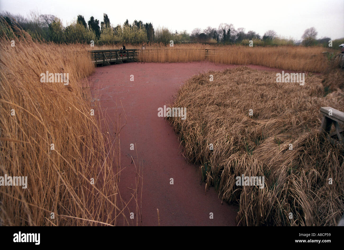 marshland pond with red floating vegetation at London Wetlands Centre  Barnes Stock Photo