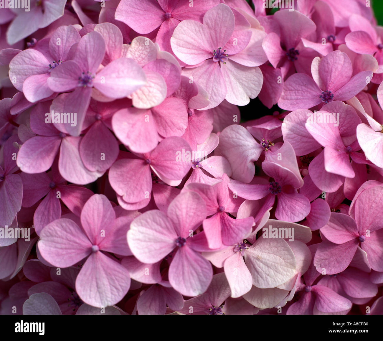 Purple Petals Stock Photo