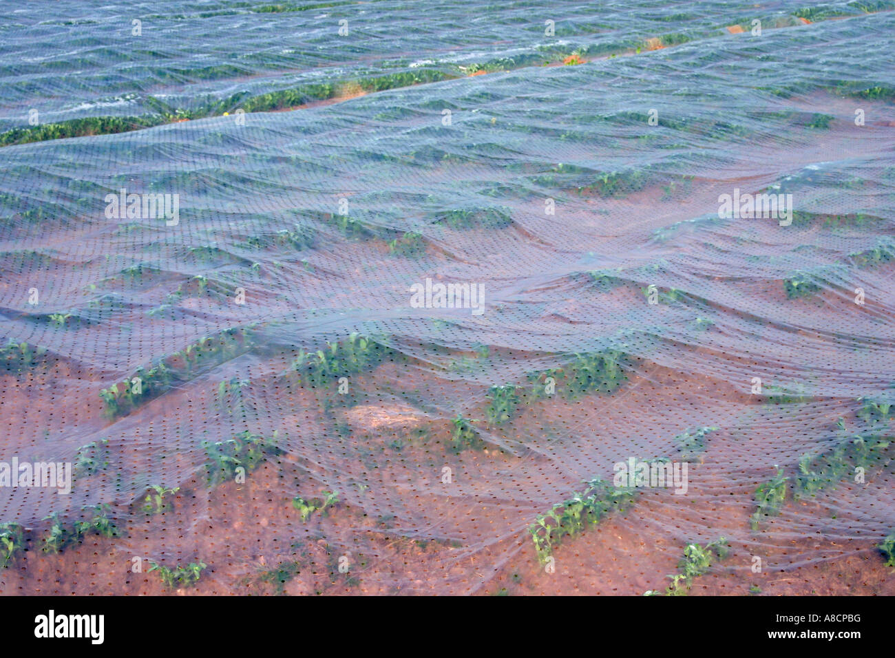 Growing under polythene hires stock photography and images Alamy