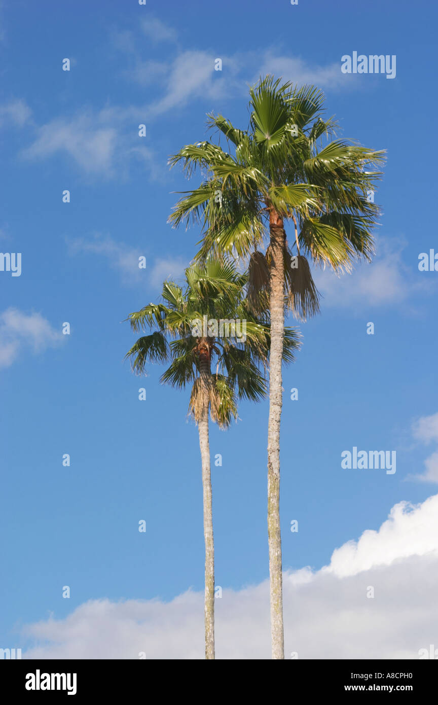 Palm trees in southwest Florida Stock Photo Alamy