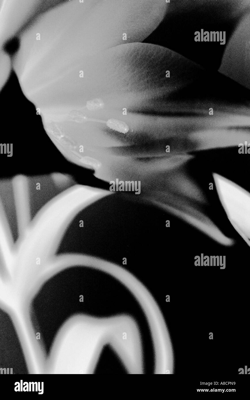BLACK AND WHITE LILY GRAPHIC Stock Photo