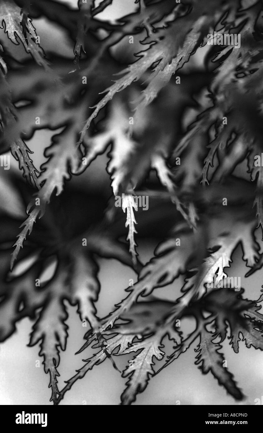 Black and white mono monochrome hi-res stock photography and images - Alamy