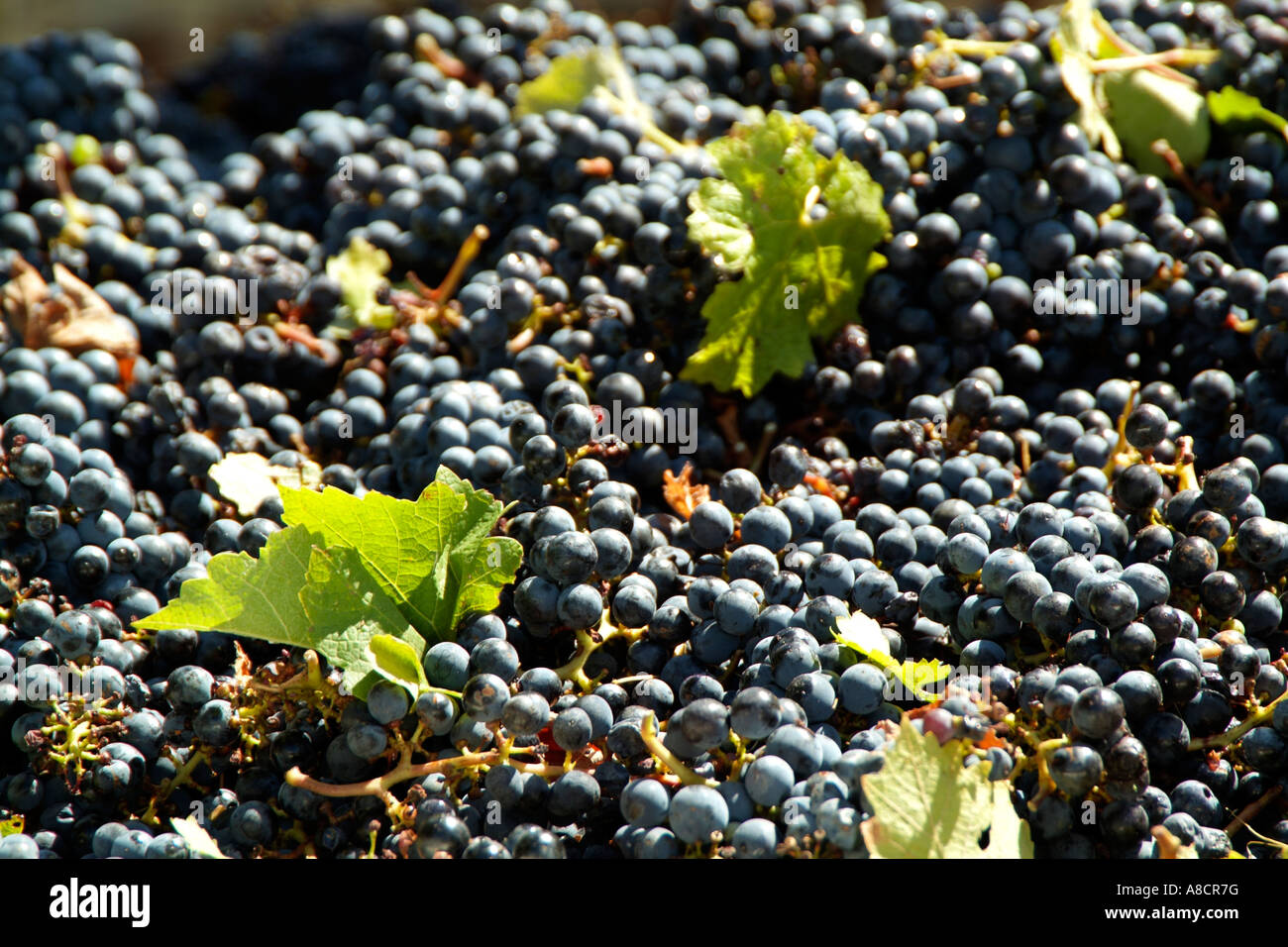 Grapes seen during a wine harvest Stellenbosch South Africa Stock Photo