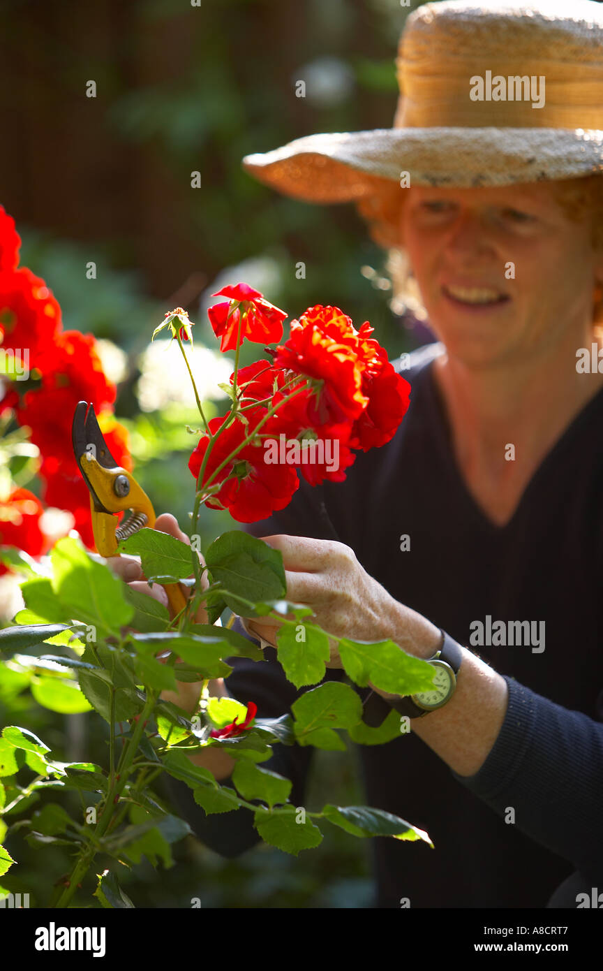 woman gardening pruning flowers model released Dorset England UK Stock Photo