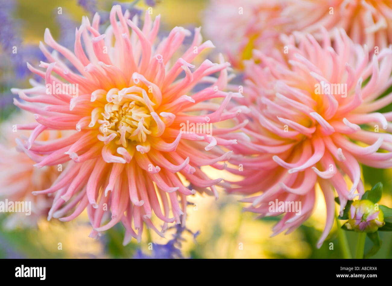 Dahlia flowers pattern hi-res stock photography and images - Alamy