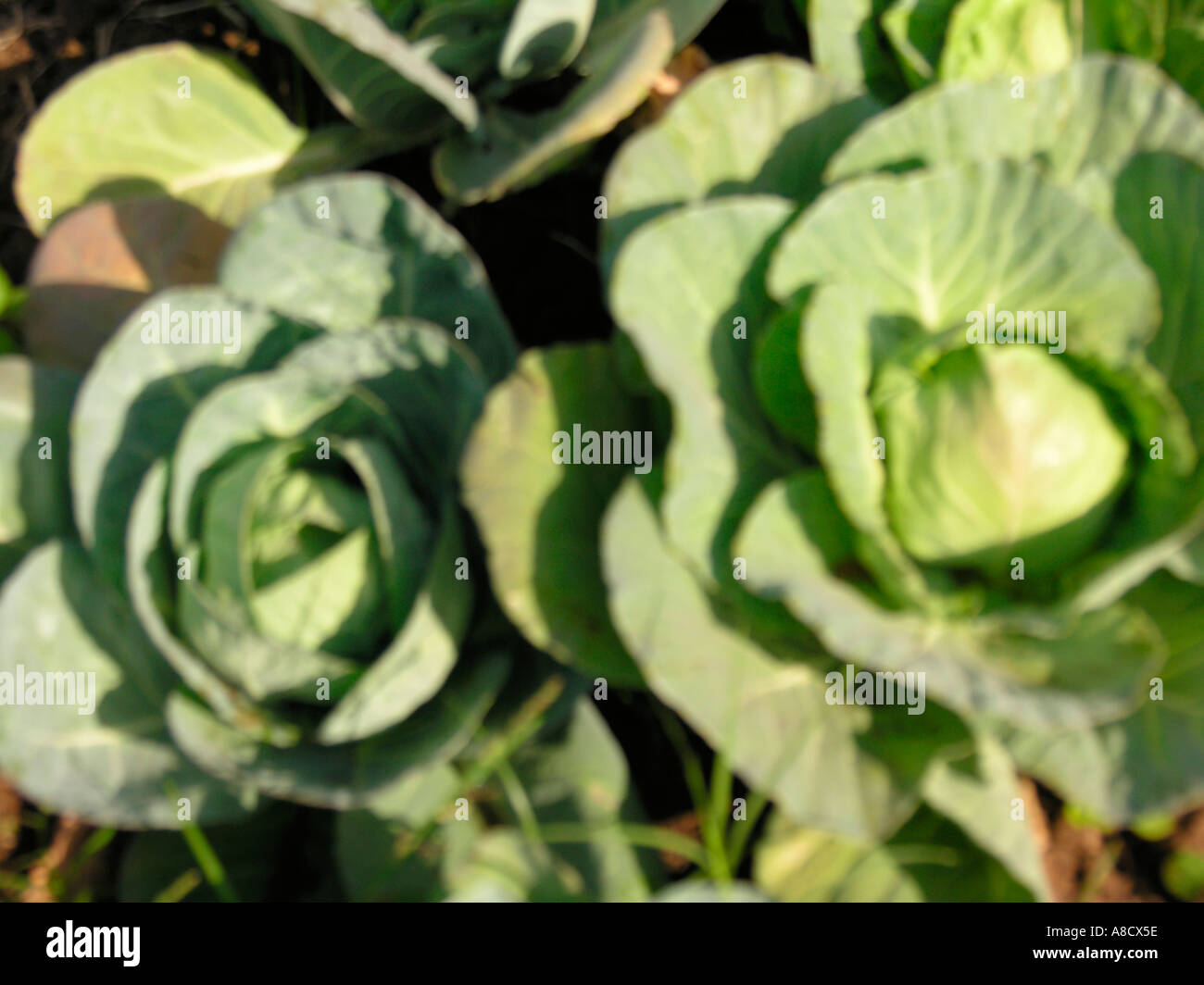 NMJ98738 Cabbage vegetable Varun Farm House Panvel Maharashtra India Stock Photo
