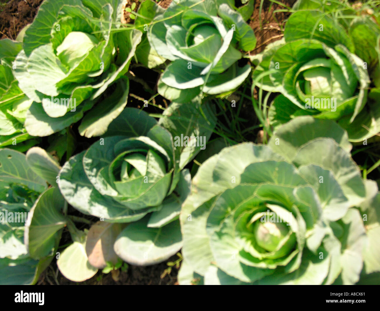 NMJ98739 Cabbage vegetable Varun Farm House Panvel Maharashtra India Stock Photo