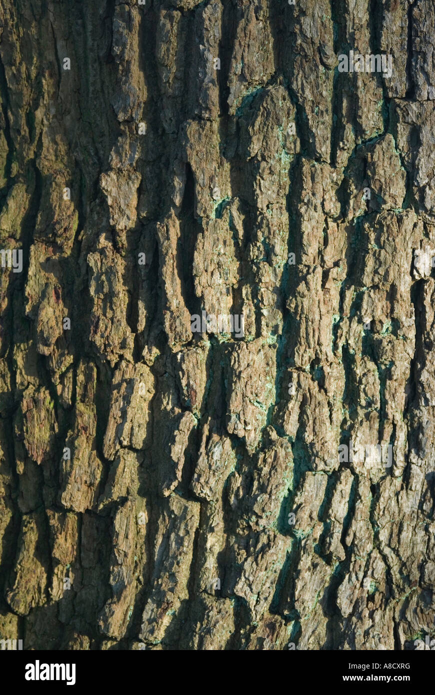 Oak Tree bark texture Stock Photo
