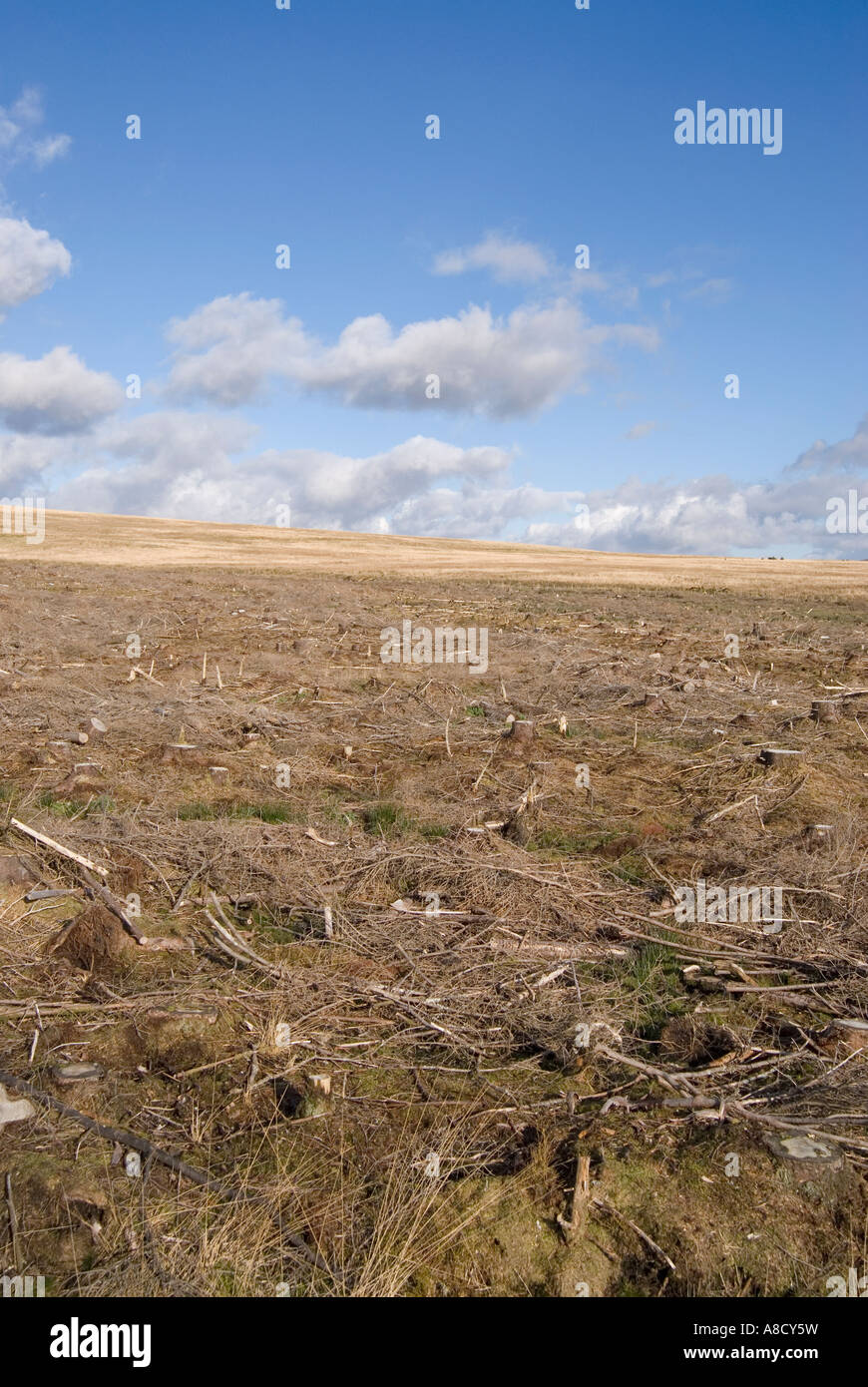 Deforestation between Trawsfynydd and Dolgellau in Coed Brenin Kings Forest February 2007 Stock Photo