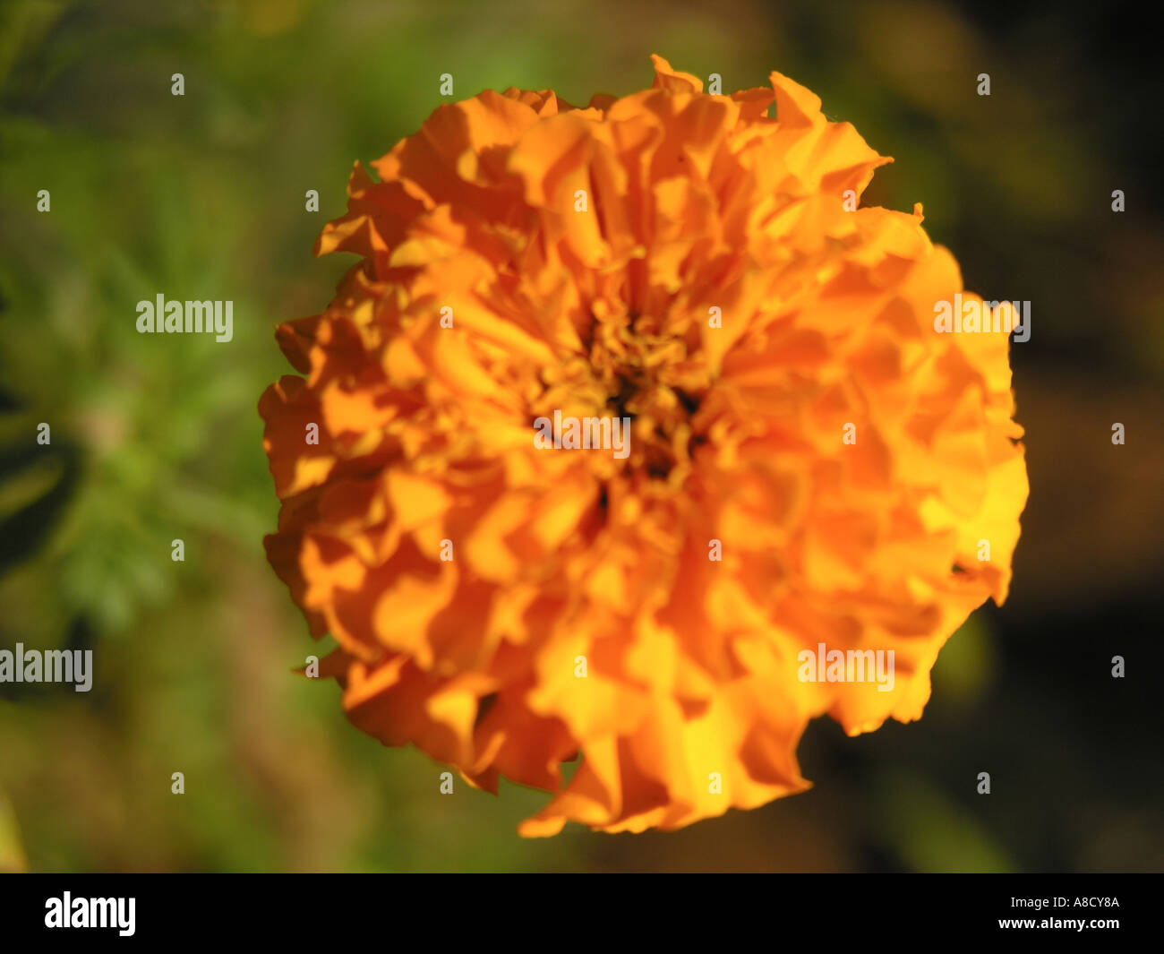 NMJ98675 Flower marigold in Varun Farm House Panvel Maharashtra India Stock Photo