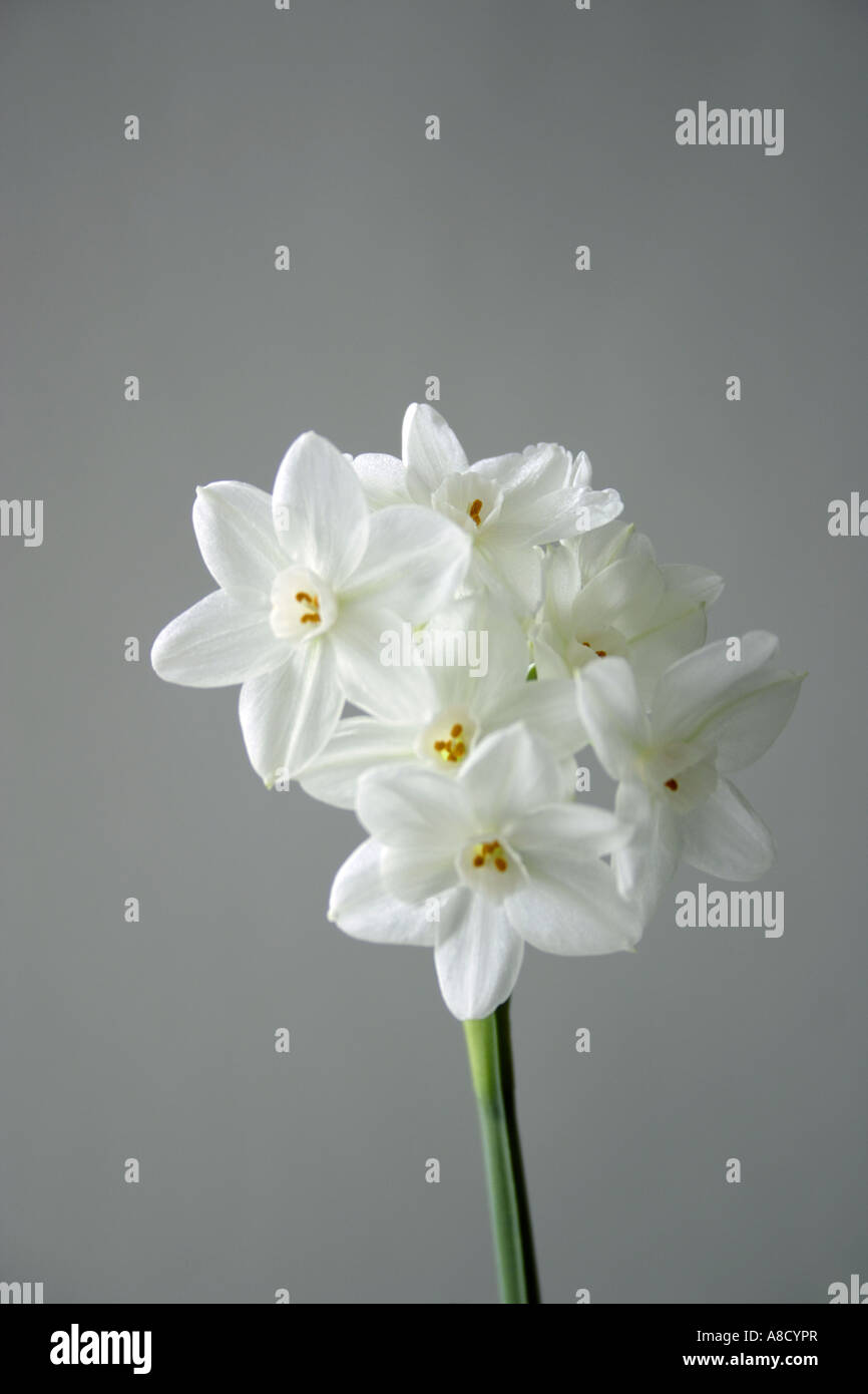 A still life of Paper White Narcissus (Narcissus Papyraceus) against a neutral grey background. Stock Photo