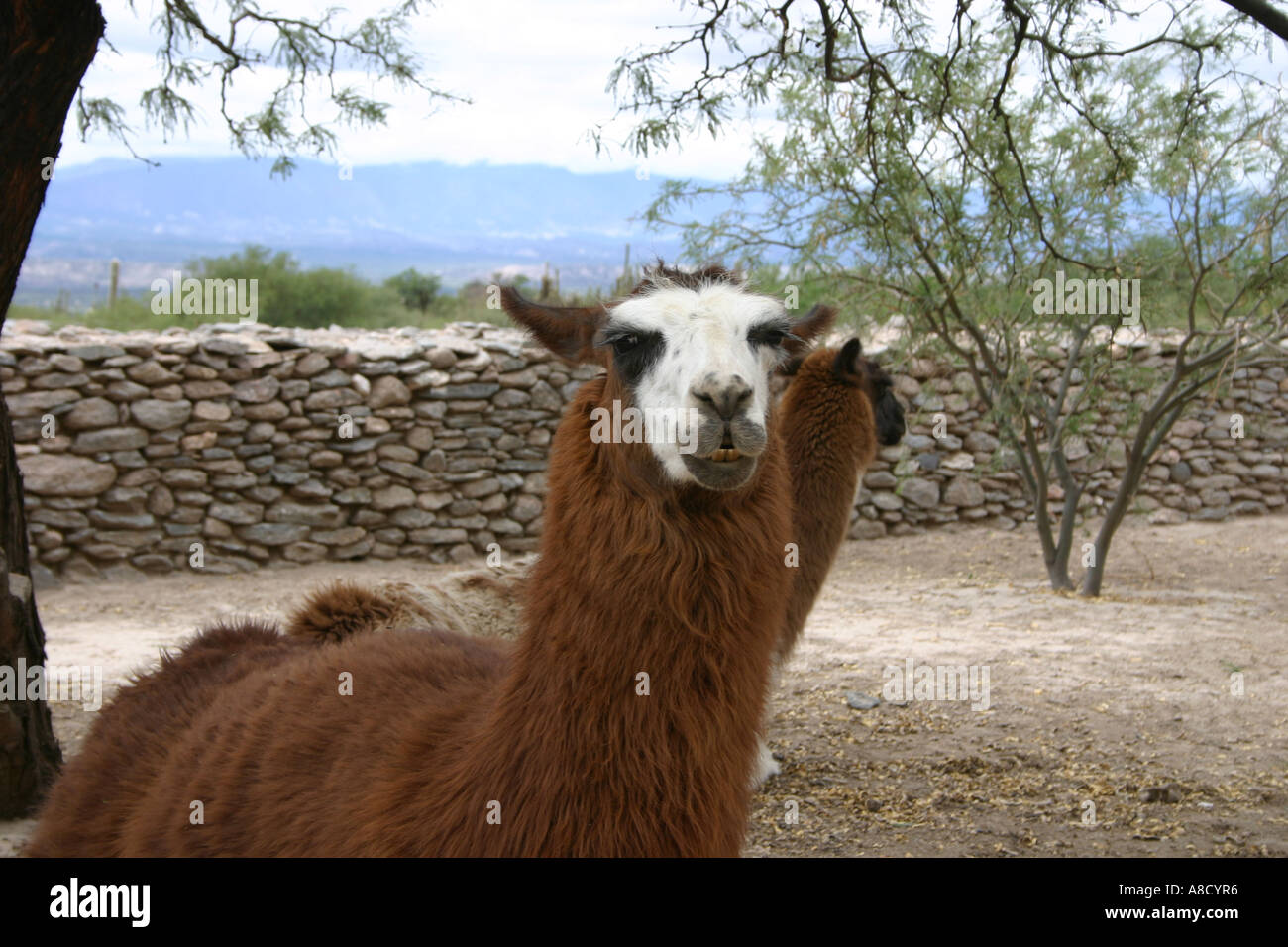 america south america argentina travel vacation tucuman quilmes ruins indians argentine latinamerica latin southamerica spanish Stock Photo