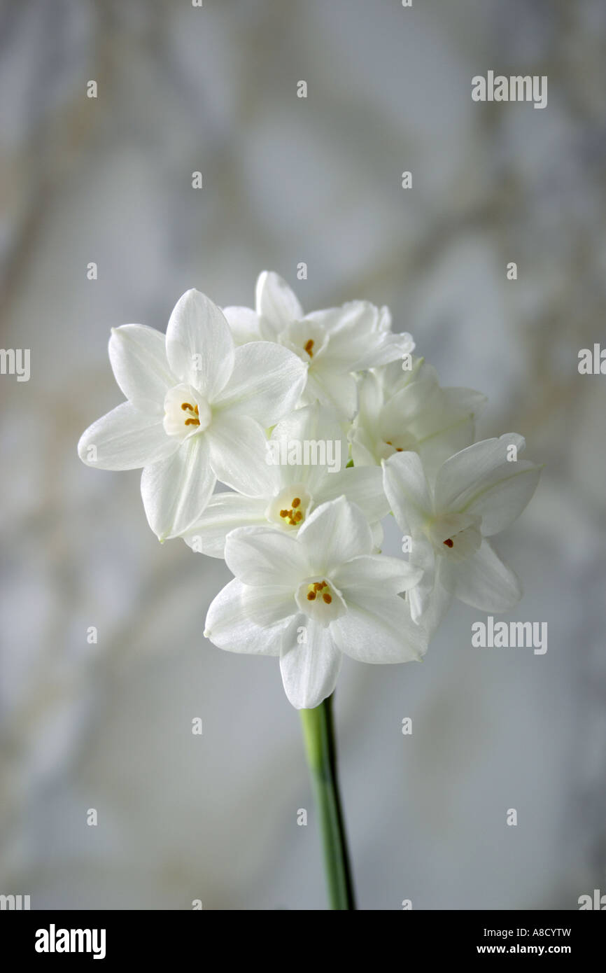 A still life of Paper White Narcissus (Narcissus Papyraceus) against a mottled grey neutral  background. Stock Photo