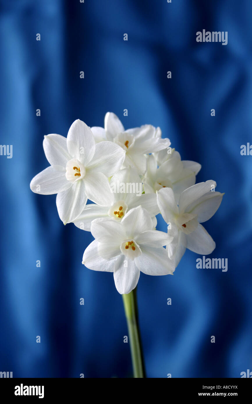 A still life of Paper White Narcissus (Narcissus Papyraceus) against a blue silk background. Stock Photo