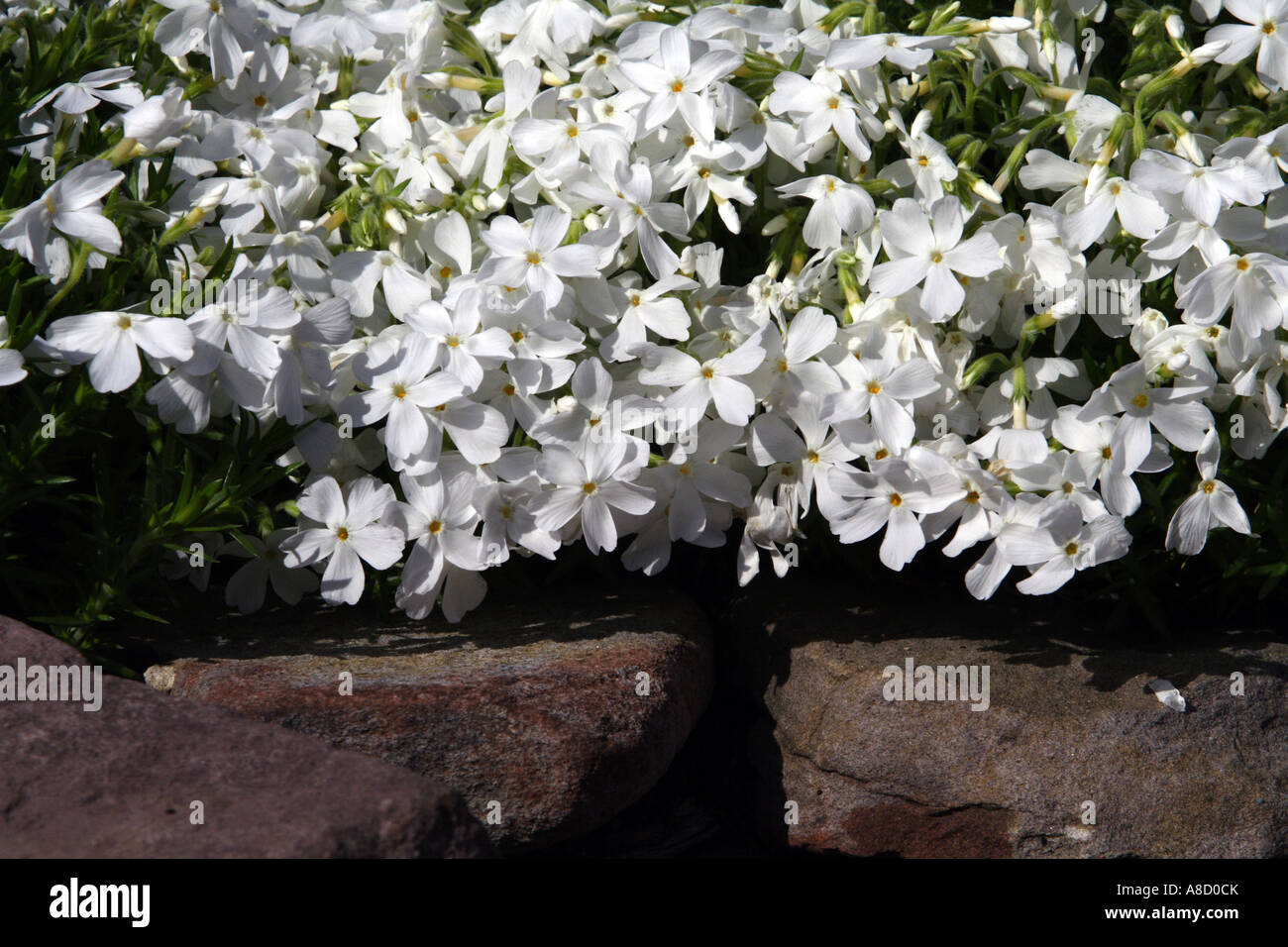 Ground cover against the rocks Stock Photo - Alamy