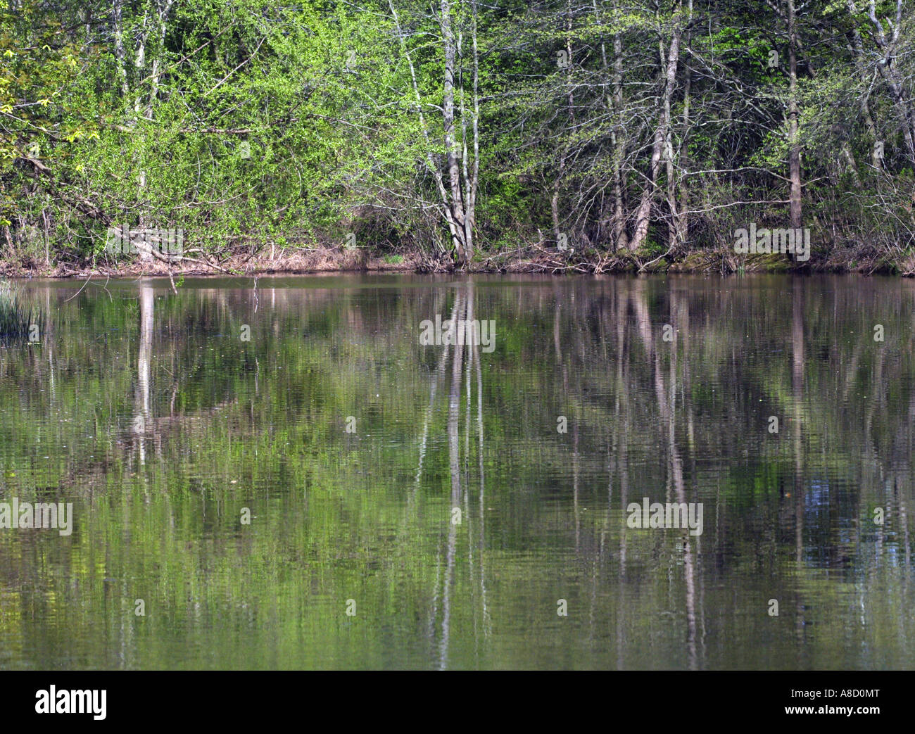 Reflection of trees in the water Stock Photo - Alamy