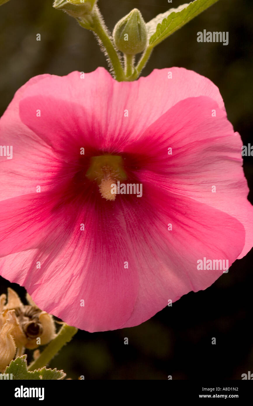 Close up of a pink hollyhock flower Stock Photo