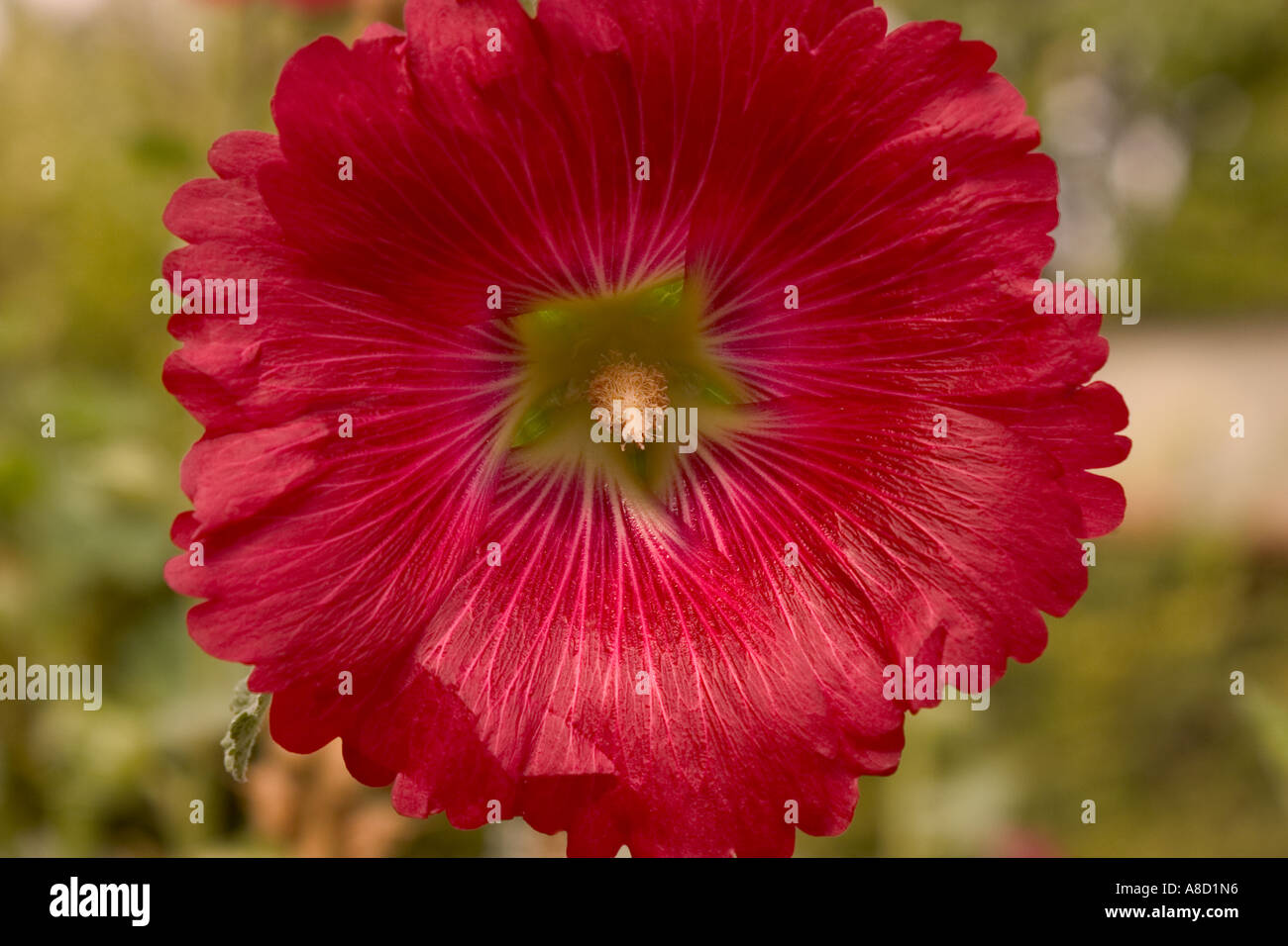 Close up of a red hollyhock flower Stock Photo