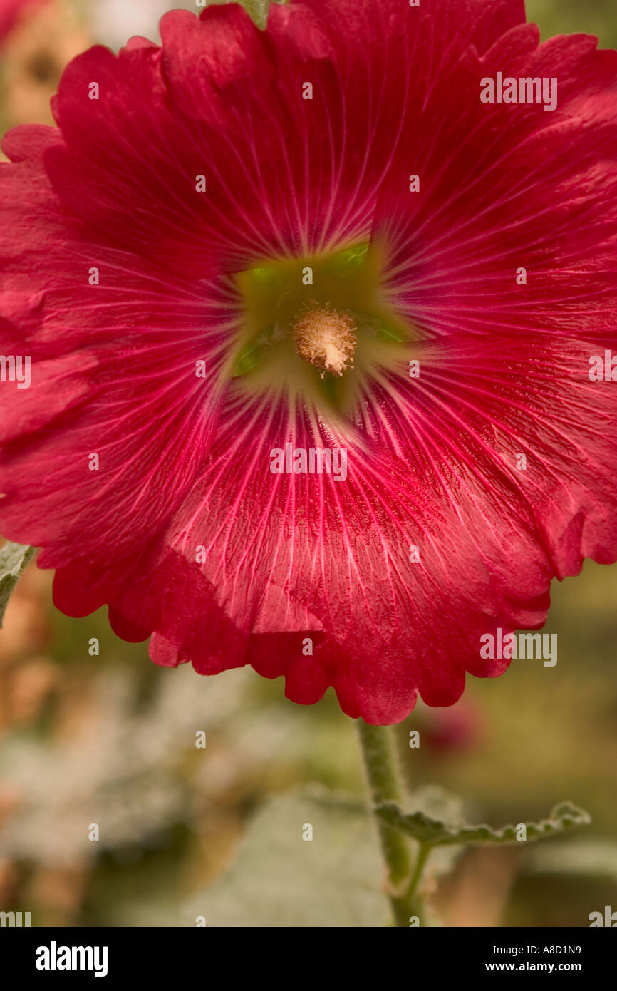 Close up of a red hollyhock flower Stock Photo